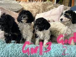 poodle x maltese x toy poodle dogs