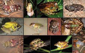 Frog sex - The Australian Museum Blog
