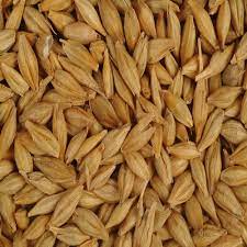 sirsa by bhatti agri seeds
