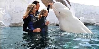 special interactions at seaworld