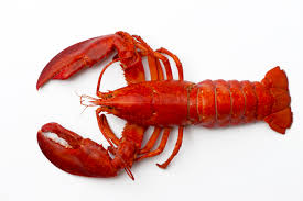 incredibly rare lobster found at red