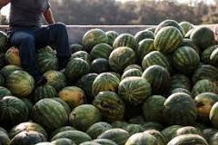 where-is-the-biggest-watermelon-farm