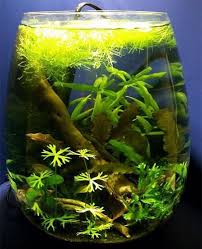 At petco, we specialize in smaller fish tanks designed to fit just about any space or level of expertise, from the classic fishbowl to a 10 gallon aquarium that can hold a colorful array of freshwater species.we believe that getting started on your aquatic adventure should be easy and affordable. 3 Gallon Fish Tank For Betta Fish Care