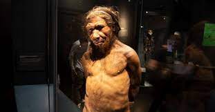 In europa, circa 40mila anni fa, gli esseri umani moderni presero a sostituire gradualmente i neanderthal, ma le capacità raggiunte da questi ultimi sono ancor oggi oggetto di discussione. Svelata La Causa Dell Estinzione Dell Uomo Di Neanderthal Rai News