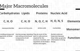 4 major macromolecules by juan barnes