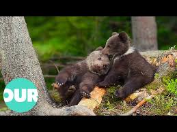 fluffy and adorable bears