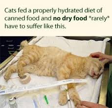 Even if you choose to feed your cat a staple diet of dry cat food, you may still want to feed small amounts of wet food on a daily basis to help round out his nutrition. Feeding Your Cat Know The Basics Of Feline Nutrition Common Sense Healthy Cats