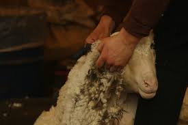wool 101 and shearing day shady side farm