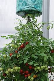 corldif hanging tomato plant container
