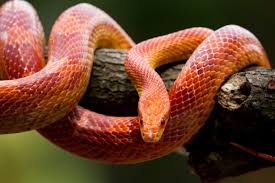 red corn snake facts info pictures