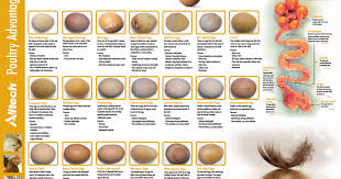 Alltech Egg Shell Quality Poster Pdf Eggs Chicken Eggs