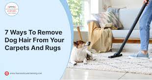 7 ways to remove dog hair from your