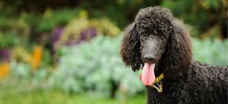 poodle standard puppies