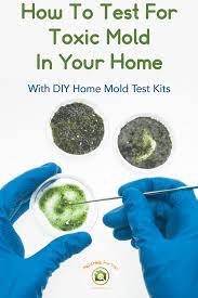 the 7 best mold test kits mold help