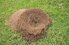 what to do if you see an ant hill on