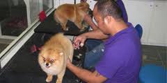 We groom dogs of all sizes from small to large. Pet Grooming Shop Dubai Professional Mobile Grooming Service Pets In The City