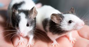 Guide To Rat Breeding Reproduction Petcoach