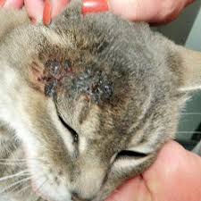 Image result for disease cats