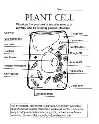 Plant and animal cell coloring sheets. Animal Cell Coloring Worksheet Key Template Library