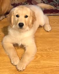 Maybe you would like to learn more about one of these? Golden Acres Michigan Golden Retriever Puppies For Sale Dog Cat And Pet Boarding Kennels And Grooming In Southeast Michigan
