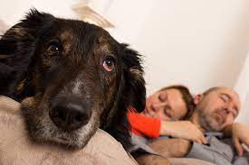 7 separation anxiety myths whole dog