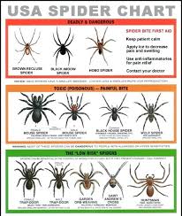 Black House Spiders Vidarbha24news Info