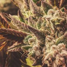 Relaxation, creativity, sparks appetite, happiness earthy, blueberry, cherry, berry, cherry pie, sweet, sour. Blueberry Pie Marijuana Strain Information Leafly