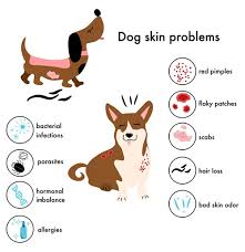 6 symptoms of allergies in dogs in