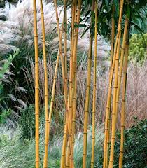 Bamboo Rhs Gardening