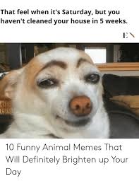 Funny animal memes 23 awesomelycute. 25 Best Memes About Funny Animal Memes Clean Funny Animal Memes Clean Memes