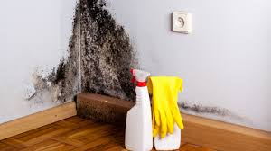 Mold Testing And Removal A Service