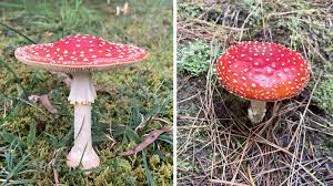 These toxic mushrooms are no fairytale, expert warns, as fungi thrive in  the wet