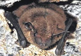 Ohio S Beautiful Bats Don T Fear Them