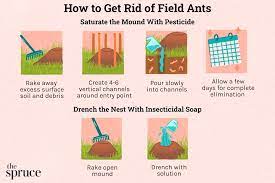 how to get rid of field ants