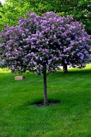 Lilac Tree Garden Trees