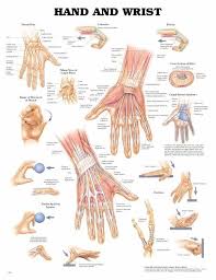 Pin By Lisa Scott On Ot Stuff Wrist Anatomy Hand Anatomy