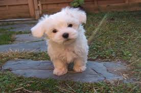 8 Important Questions About Teacup Maltipoo Dogs Teacup