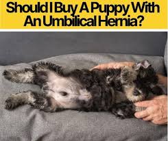 Do dogs have belly buttons? Should I Buy A Puppy With An Umbilical Hernia Should You