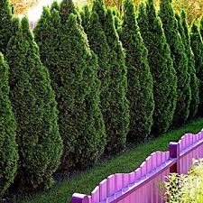 20 Best Evergreen Trees For Privacy And
