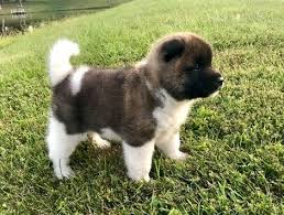 Find akita puppies and breeders in your area and helpful akita information. Akita Puppies Pet Service Facebook 51 Photos