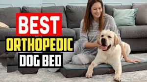 5 best orthopedic dog bed of 2023