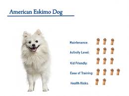 american eskimo dog your guide to