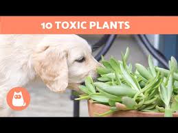 10 Plants That Can Kill Your Dog