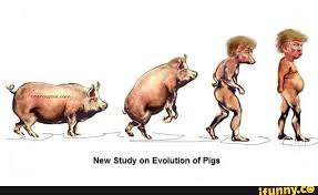 Résultat de recherche d'images pour "Trump pig"