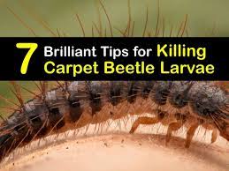 killing carpet beetle larvae clever