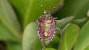how to get rid of stink bugs once and