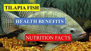 tilapia fish health benefits and