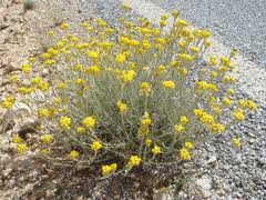 Helichrysum stoechas PFAF Plant Database