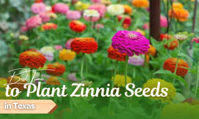 When To Plant Zinnia Seeds In Texas For