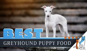 7 Best Greyhound Puppy Foods With Our 2019 Feeding Guide